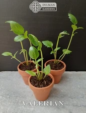 3 Valerian Plants - Valeriana officinalis - Live Herb Plants - Cat's Valerian
