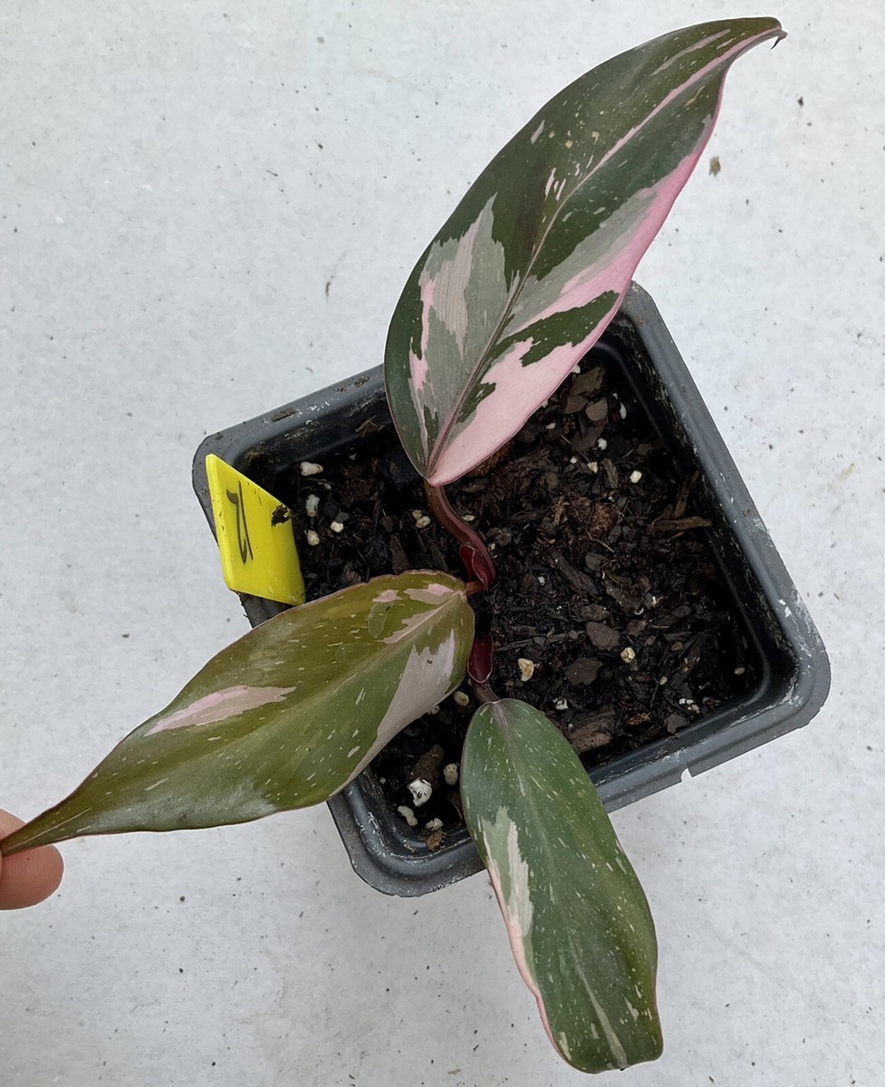 Philodendron Red Anderson Rare Plants | eBay