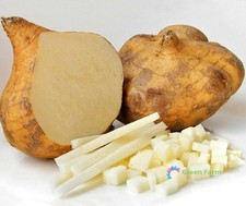 10 Semillas Jícama Pachyrhizus Erosus Ñame Mexicano Frijol Nabo Verduras Orgánicas