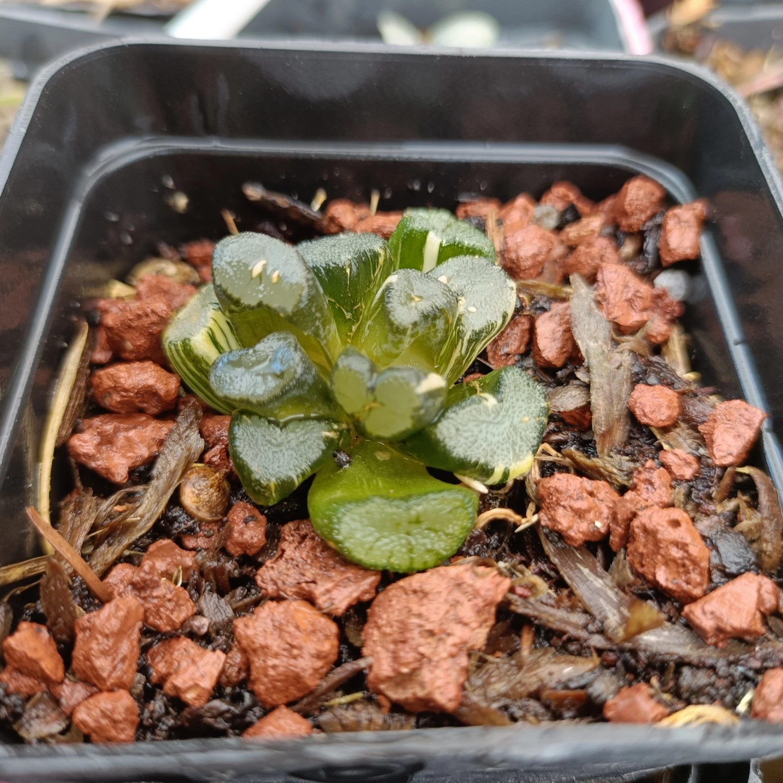 Haworthia Maughanii variegated Rare succulent plant
Opens in a new window or tab