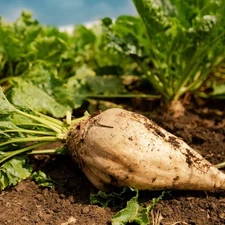 100 Sugar Beet Seeds/ Non-Gmo seeds/ Homestader's Crop/ Forage crop