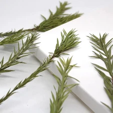 12PCS Real Pressed Dried leaf, leaves with stem for art, candle DIY FHT52