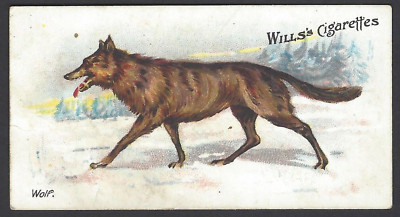 WILLS (AUS) - WILDE ANIMALS OF THE WORLD - #7 WOLF