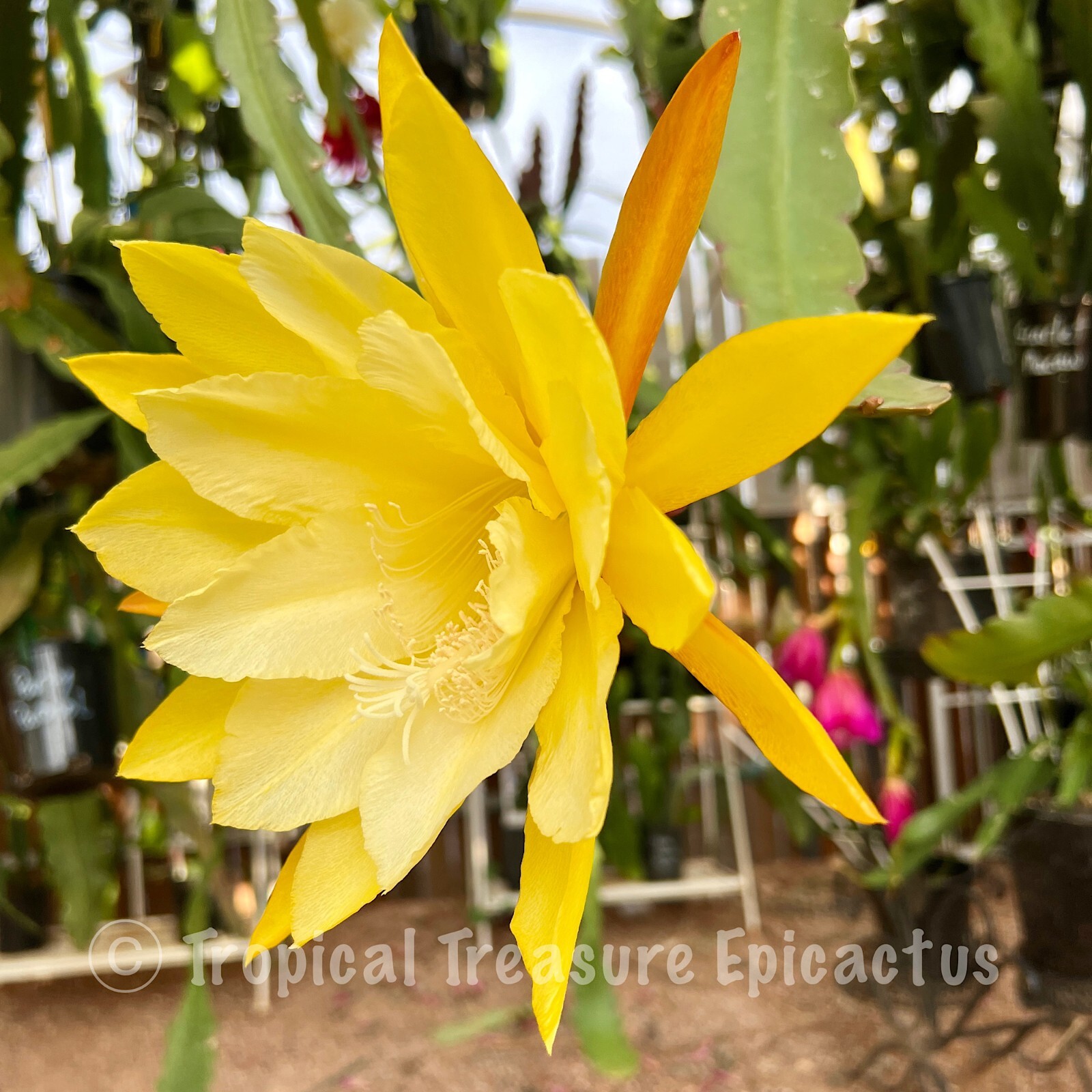 Epiphyllum 'KIWI PINEAPPLE FIZZ' Epicactus (ONE cutting) ESA