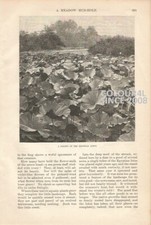 A COLONY OF EGYPTIAN LOTUS 1889 ART ILLUSTRATION PRINT 