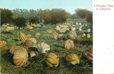c1910 California Pumpkin Field Rieder #3127 Postcard 25-6531
