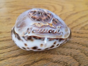 Hand Carved Tiger Cowrie Shell - Hawaii Scene 3 Inches by 2 Inches