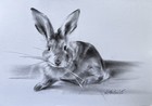 ORIGINAL “Rabbit Sketch” Artist Nat  Hodson 2025 Charcoal 8”x11.5”  NOT AN ACEO — photo 2