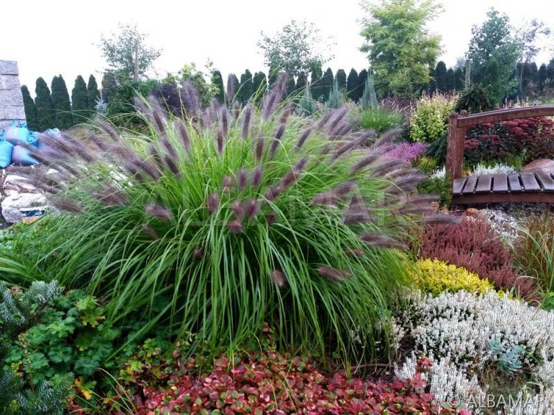 Pennisetum alopecuroides 'Black Beauty' - black 'fur' - Image 3 of 3