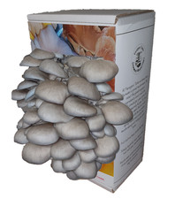 Mushroom Grow Kit, Blue Oyster Ready to grow, XL Edible gift, Easy & Fun