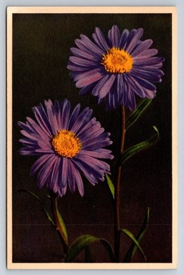 Vintage Edition Stehli Alpine Aster Flowers Switzerland Postcard No. 969