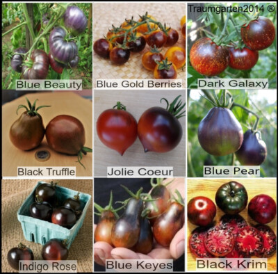 Tomatensamen Dunkle/Schwarze Tomatensorten Saatgut 9 seltene Sorten Rarität