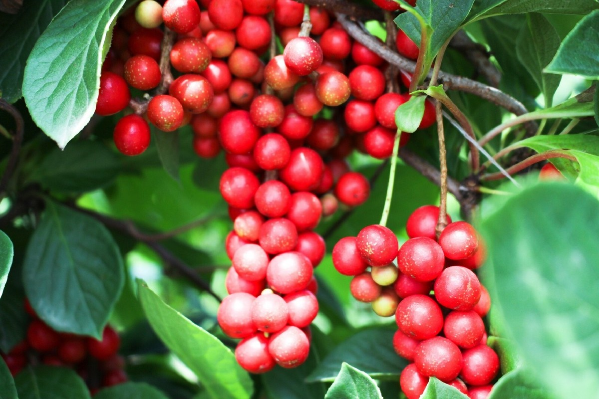 Magnolia vine {Schisandra sphenanthera} Organic 10 seeds Free U.S.
