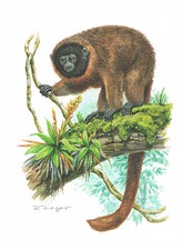Maska małpa Herrenifery lub naczelne - obraz z nadrukiem artystycznym - 25,5 x 17,5 cm