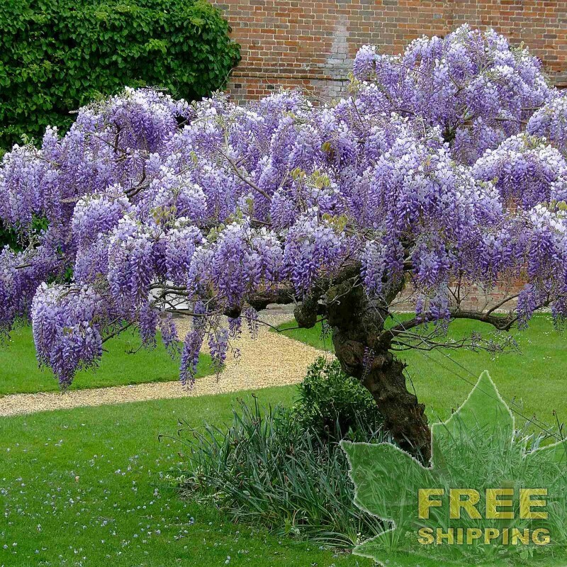 CHINESE BLUE WISTERIA Wisteria Sinensis - 5 SEEDS. FREE S&H | eBay