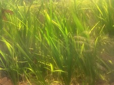 12 Plant Pack Jungle Vallisneria Americana Val Plants Live Aquarium Plants