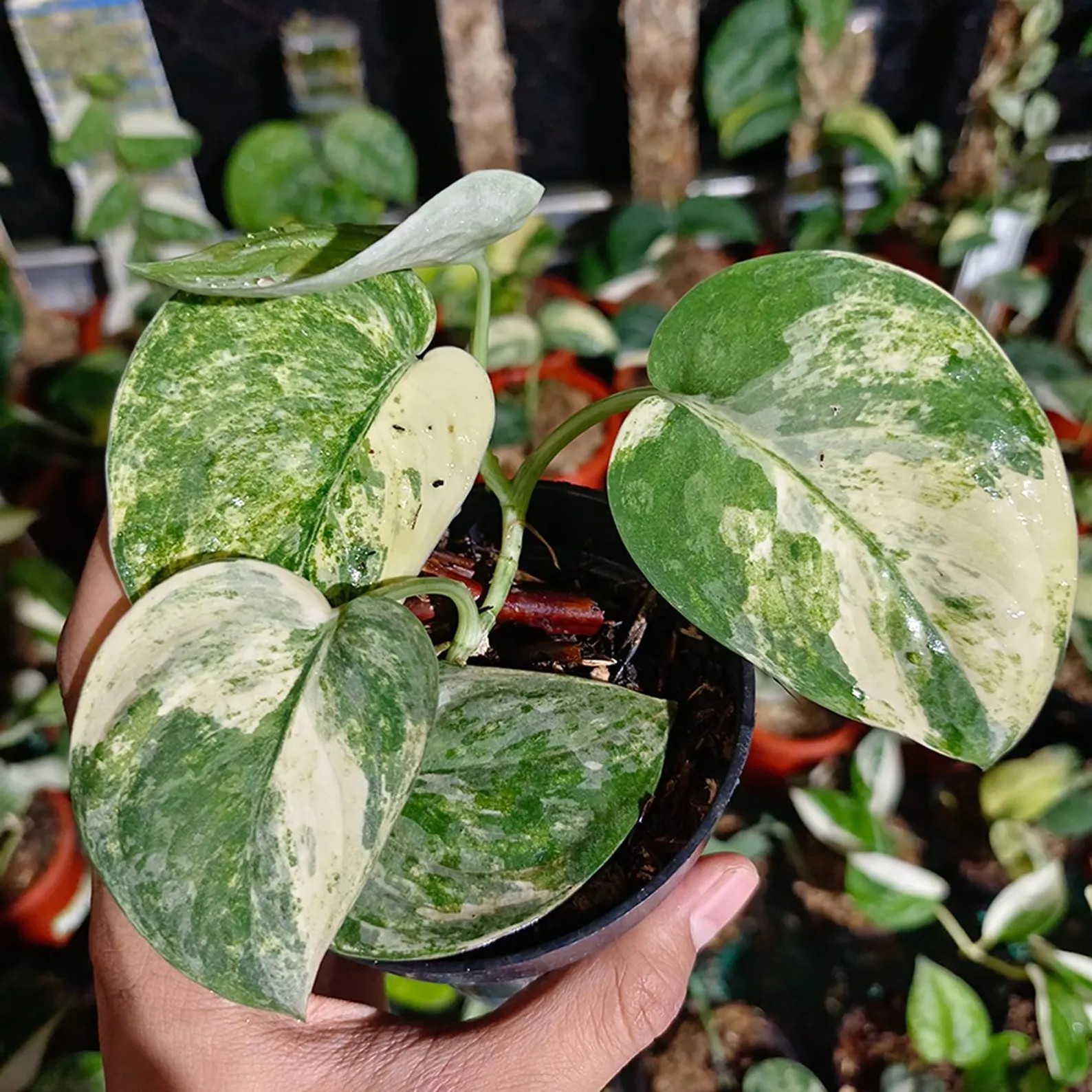 Real Pict Scindapsus Mangurai Variegated Rare Plant