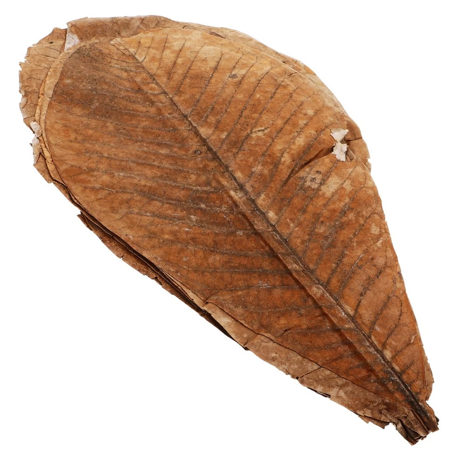  20 Pcs Sushi Tray Leaf Decor Plate Natural Decors Dried Sashimi Dish