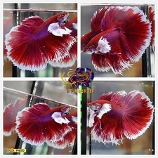 Live Betta Fish - High Quality - Good Form Halfmoon Dumbo Lavender - USA Seller