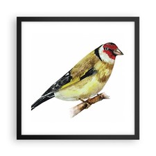 Poster 40x40cm Cardellino uccello acquerello Stampe Immagini Quadri Moderni