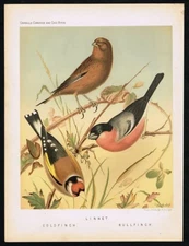 1896 Cassell’s Cage Birds – Linnet, Goldfinch & Bullfinch Antique Chromolithogra