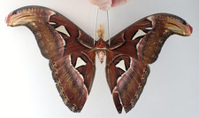 SA34656. Unmounted moth, butterflies: Attacus atlas. North Vietnam.