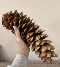 2 Sugar Pine Cones Biggest Pine Cones From Sequoia National Park California
