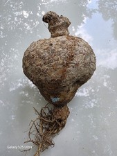BIG Jatropha Berlandieri Caudex  Aprox  4 wid...