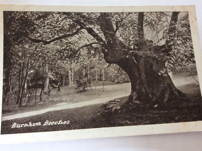 Burnham Beeches - Vintage Postkarte *