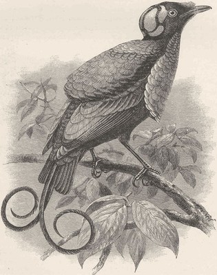 SITZVÖGEL. Wilsons Paradiesvogel (Guillemard Marchesa Kreuzfahrt) 1894