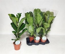 XXL Ficus Lyrata 'Fiddle Leaf Fig' Established,  Indoor / House Plant, 17cm Pot