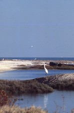 35 mm Diapositivas a Color Foto Profesional Paisaje Pájaro Garceta Pantano Agua Naturaleza 1978 #22