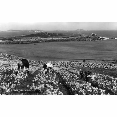 James Gibson Scilly Isles Echtfoto Postkarte ''Flower Farm, Scilly''