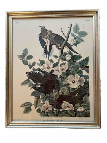 Antique Audubon, Carolina Pigeon/Turtle Dove Plate XVII No.4, Framed Lithograph - Afbeelding 1 van 6