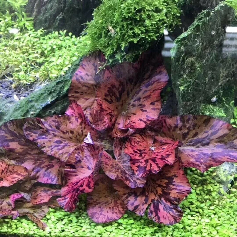 🌺🌺 Planta de lirio de agua de loto tigre rojo plantas vivas de acuario semillas de loto fáciles 3 piezas Foto 3 de 4