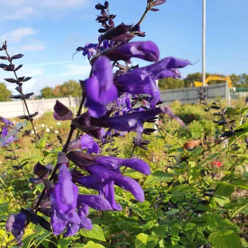 Salvia guaranitica ‘Amino’ Blue Flower Well Drained and Hardy Summer Colour - Picture 4 of 7