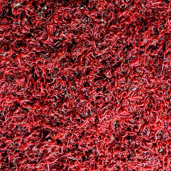 Live Bloodworm (Small Size)