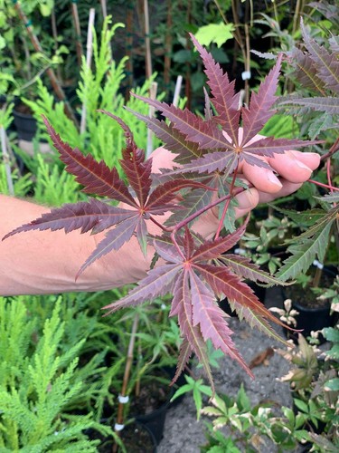 Japanese Red Maple Tree - Live Plant - 36-48" Tall - Outdoor Tree - Branching - Picture 5 of 11
