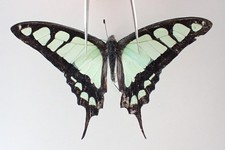 PA20509. Unmounted butterflies: Papilio sp. North Vietnam. New area!!!!!!!!!