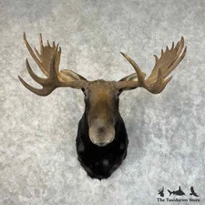 #31234 E | Shiras Moose Taxidermy Shoulder Mount For Sale