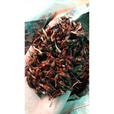 40 Agarwood Eaglewood Gaharu Aloeswood Aquilaria Seed Plant Ship from Thailand