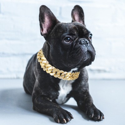 small chain collar