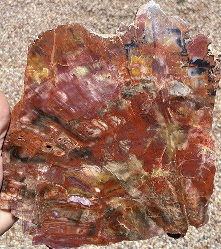 Large Slab Rocks BIG Petrified Rainbow Wood Rock Slab Mineral 5lb Holbrook Arizona 9.5 ...