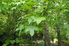 American Sweetgum (Liquidambar styraciflua), 30 seeds