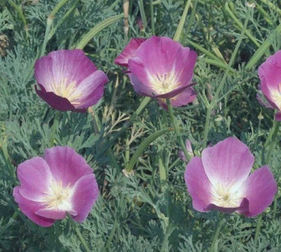 40 graines de PAVOT DE CALIFORNIE VIOLET (Eschscholzia Californica)X802 SEEDS