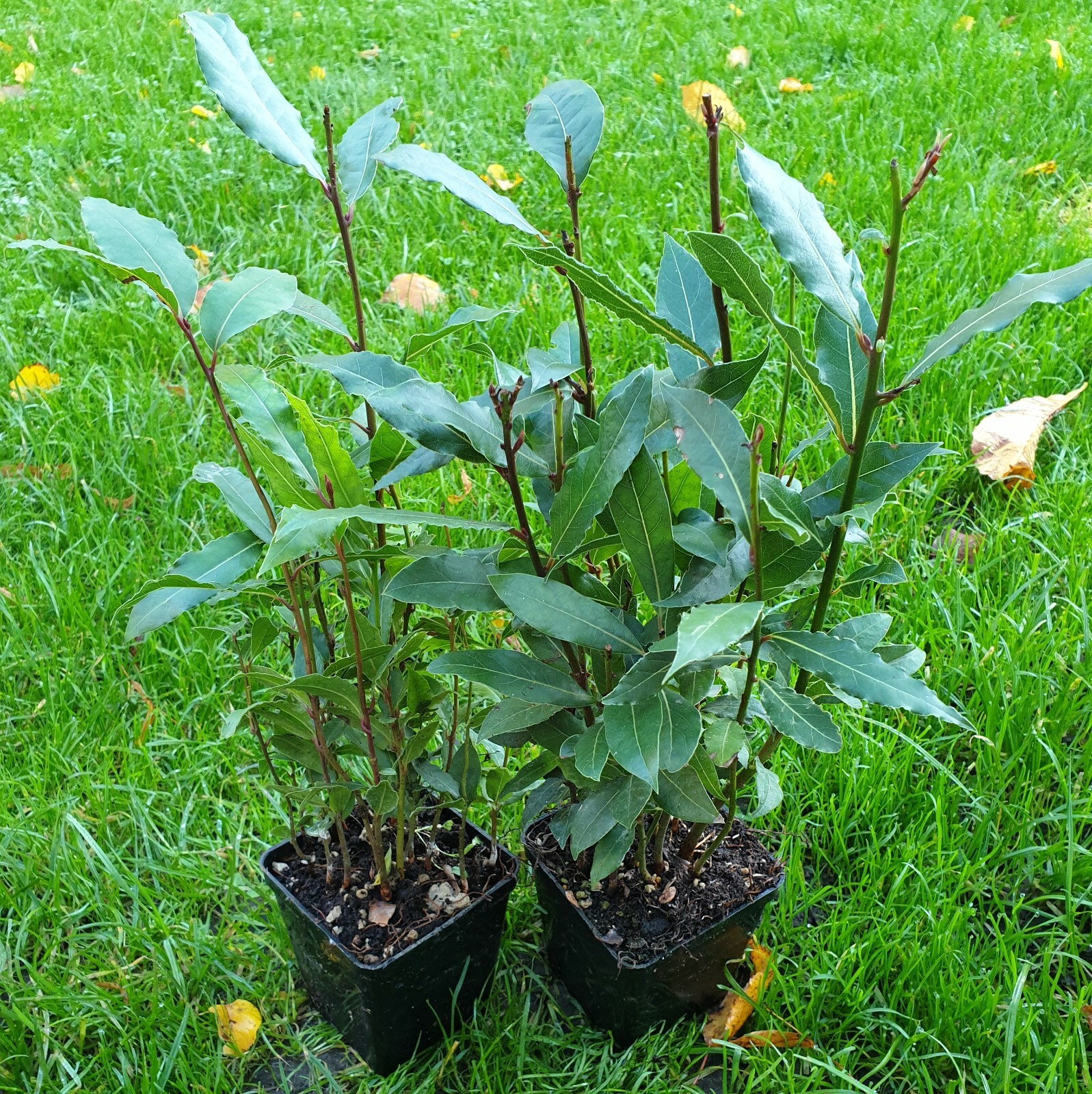 Lorbeerbaum Echter Gewürz Lorbeer Laurus nobilis winterhart 32692877 eBay