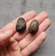 Very Rare Giant Bear Dog Tarsal Fossil Foot Paw Bones Mammal From Florida