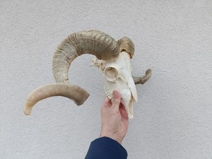 taxidermy Ram Sheep skull head hunting horn