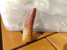 7.2 cm (2.83 inch) long natural Spinosaurus teeth fossil