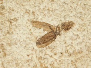 Winged INSECT FOSSIL 100% Natural From Fossil LAKE Wyoming 202gr